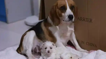 AI辅助去核提升犬科动物克隆效率