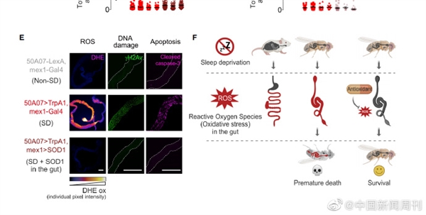 颠覆常识！熬夜猝死元凶找到了：问题不在心脏在肠道