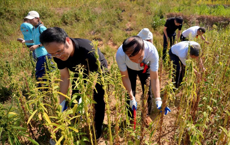南方黑芝麻种植示范基地瑞昌揭牌：全产业链布局再升级(图3)