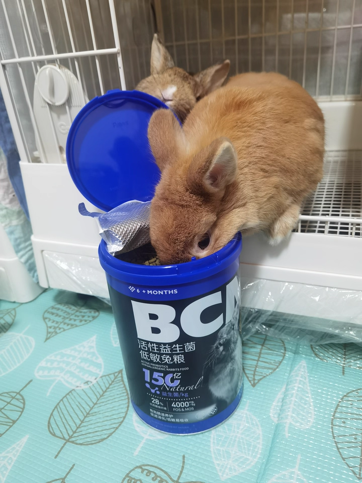 BCM 低敏益生菌兔粮：肠胃脆弱兔子的福音，改善兔兔肠胃健康！(图12)