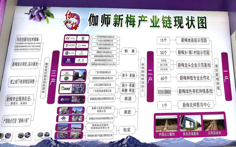 农业科技创新加"料"  新疆伽师新梅变乡村振兴"金"果(图2)