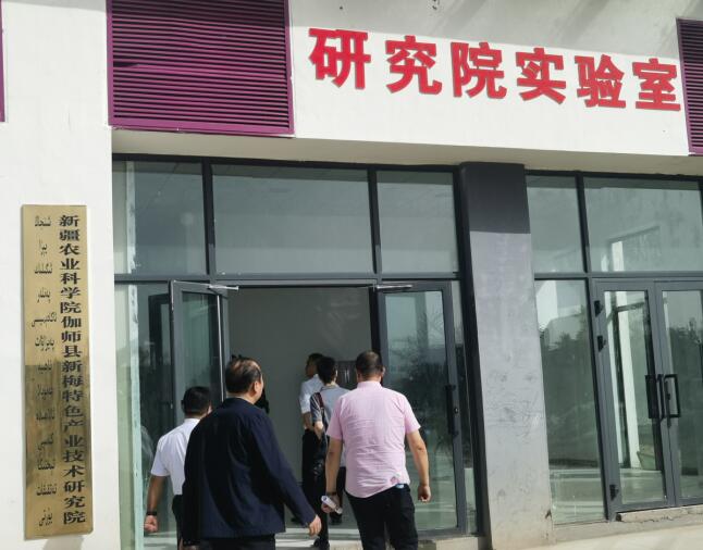 农业科技创新加"料"  新疆伽师新梅变乡村振兴"金"果(图4)