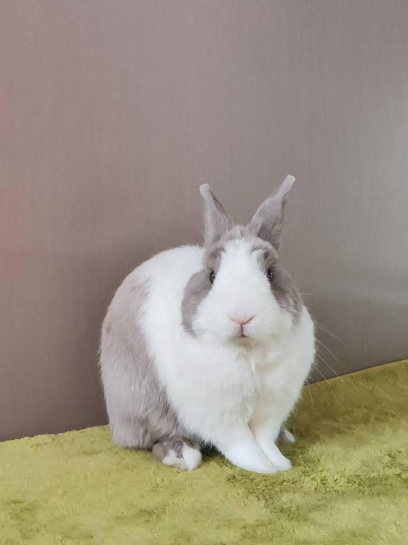 换季时兔毛满天飞？BCM揭秘：如何实现肠道健康与毛发光泽的黄金平衡(图1)