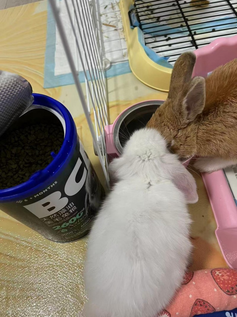 换季时兔毛满天飞？BCM揭秘：如何实现肠道健康与毛发光泽的黄金平衡(图15)