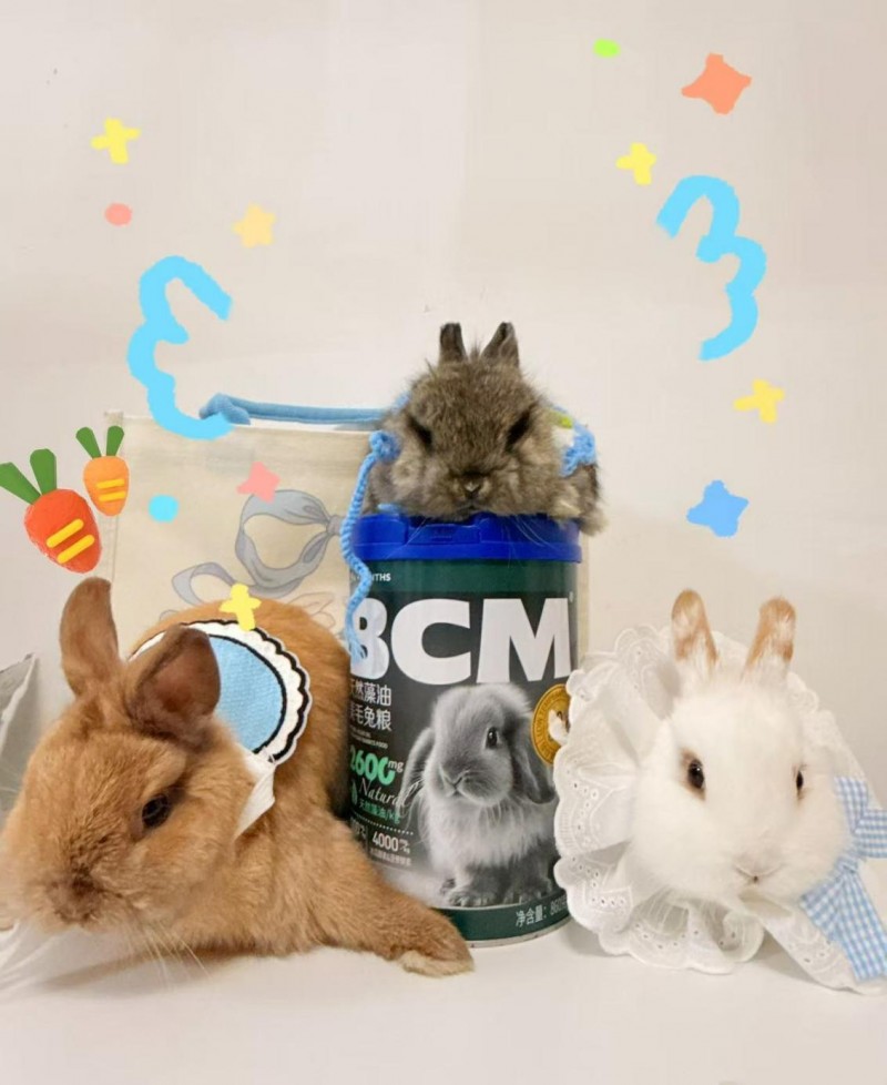 换季时兔毛满天飞？BCM揭秘：如何实现肠道健康与毛发光泽的黄金平衡(图16)